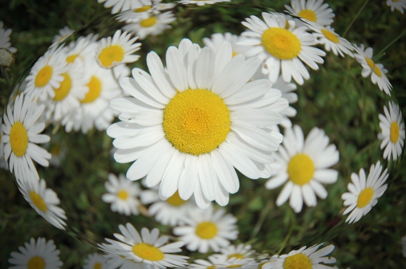 Daisy love 2 by Stanka Vukelić