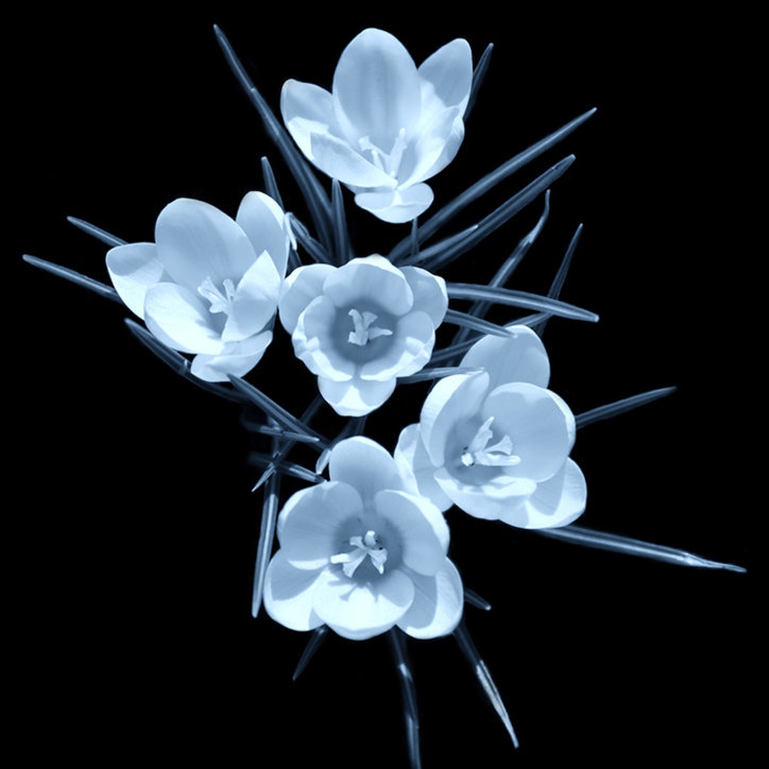 Blossom by Rok Ahačič