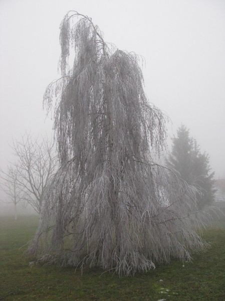 Smrečica bela... by RuLeZ