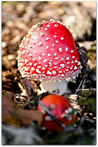 celoletna by boki