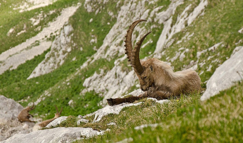 Ibex by boki