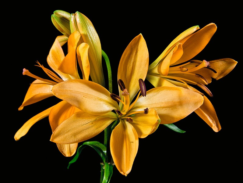Lilija by Los