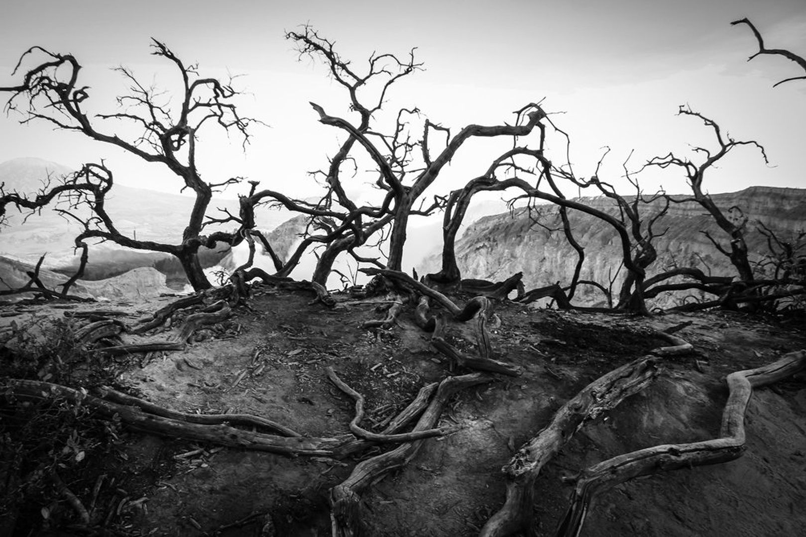 Black trees by Aleš Marenk