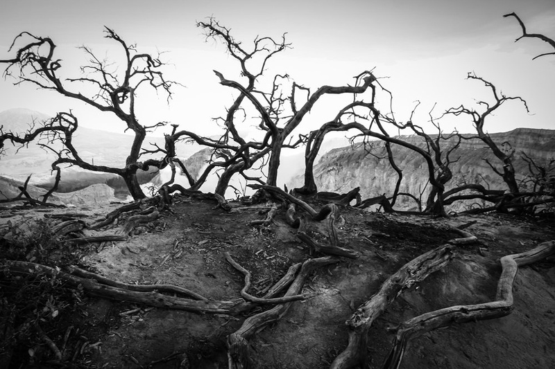 Black trees by Aleš Marenk