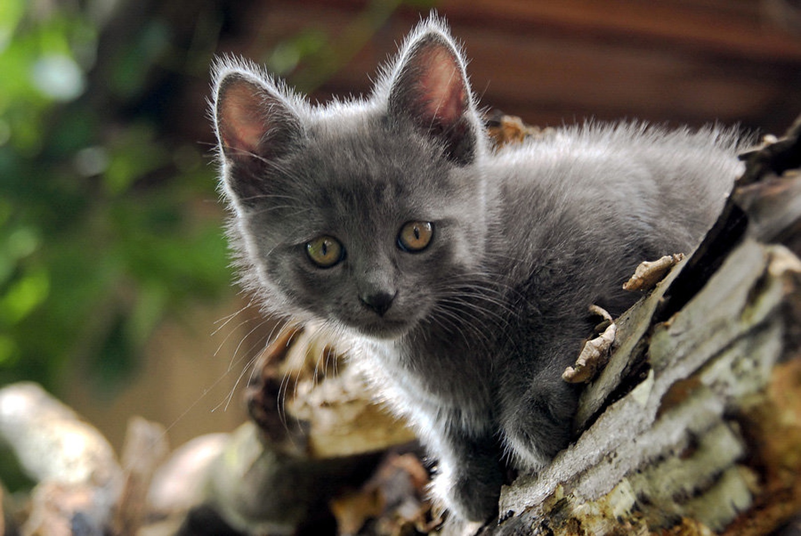 Little cat by Peter Kavšek