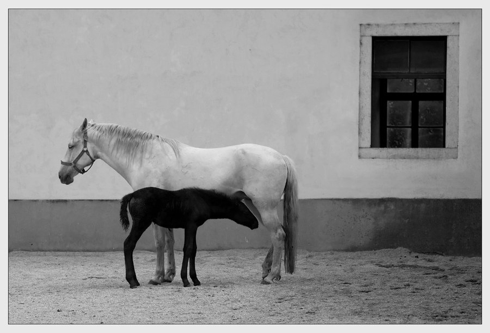 From black to white by Aleš Ipavec