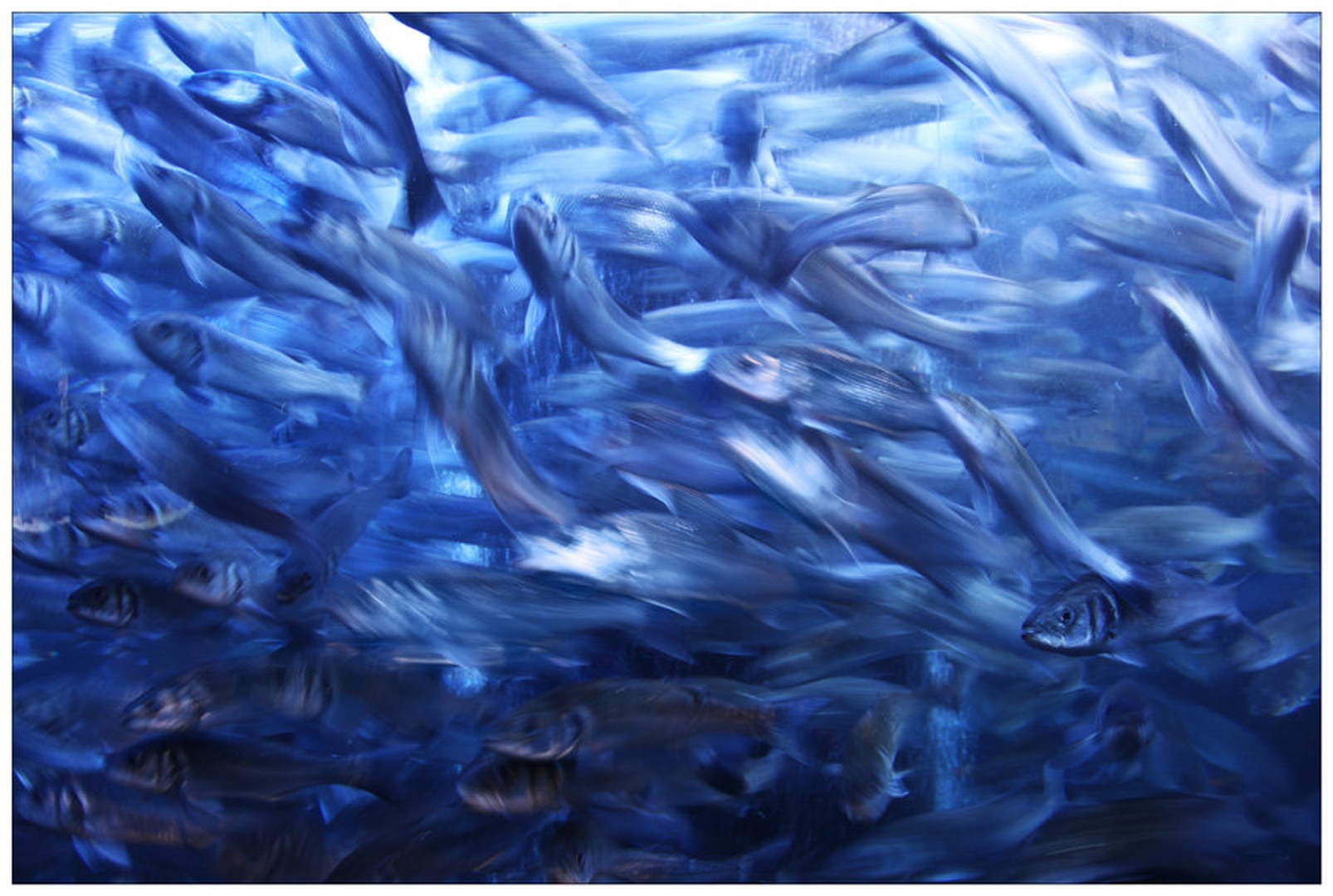 Fish run by Aleš Ipavec