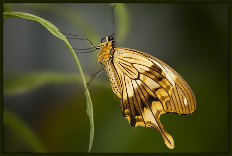 Beauty-Fly by Aleš Ipavec