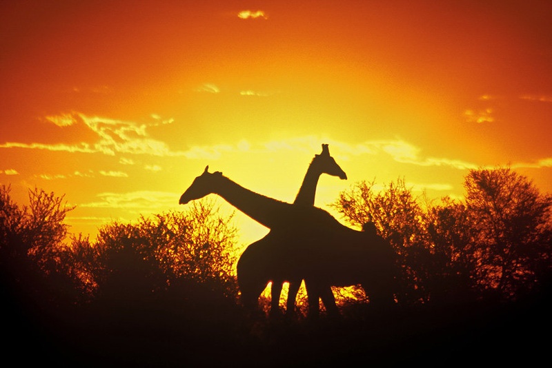 klasična Afrika by Miha Krofel