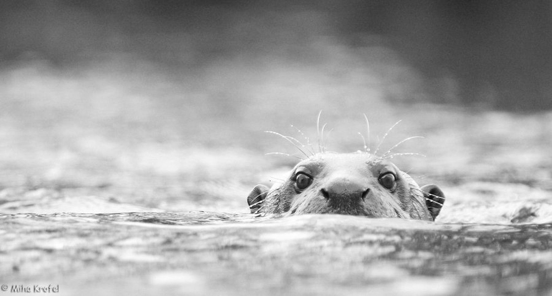 vidra na gladini b/w by Miha Krofel