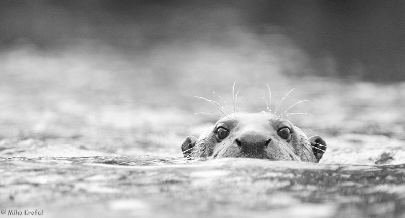 vidra na gladini b/w by Miha Krofel