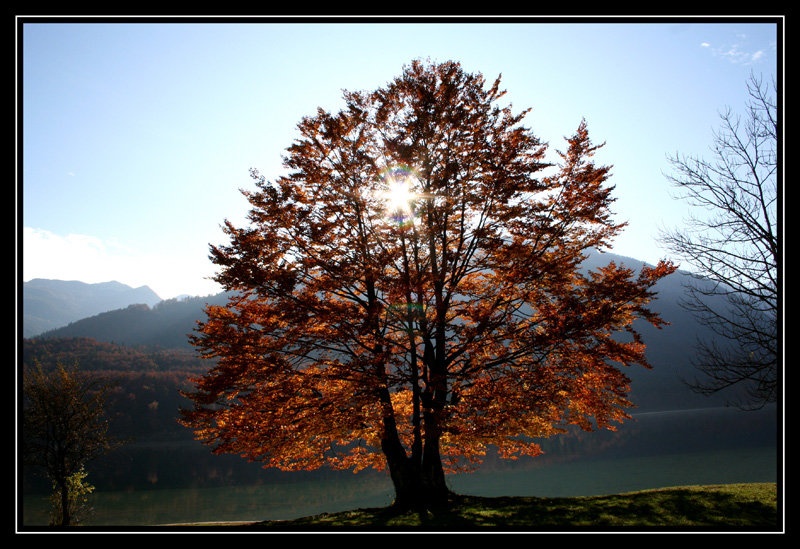 through tree by aleš štumpf