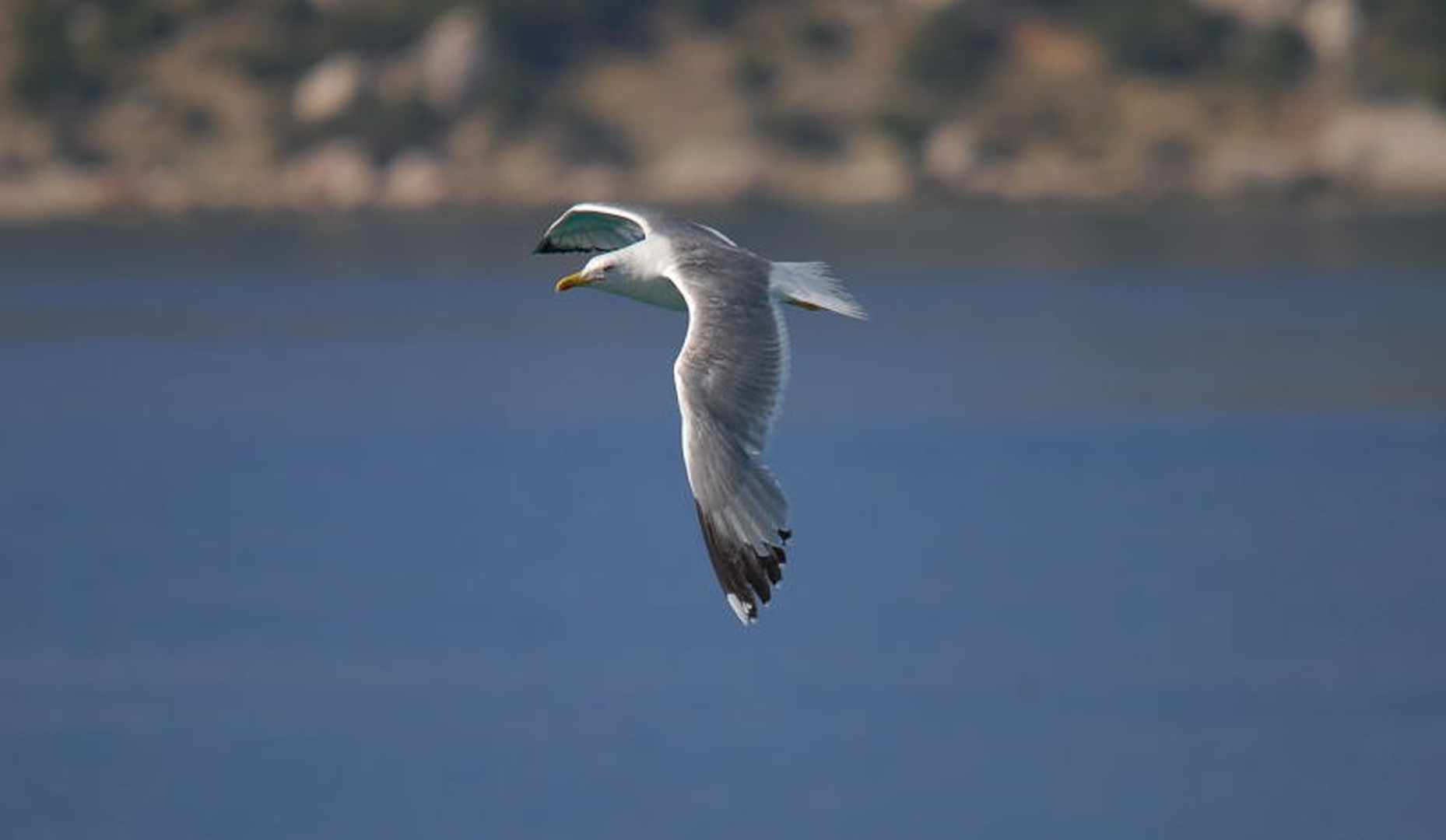 Svoboden by Bruno Čibej