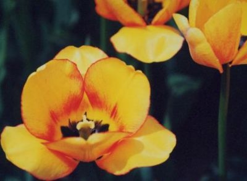 tulipan by Ingoo