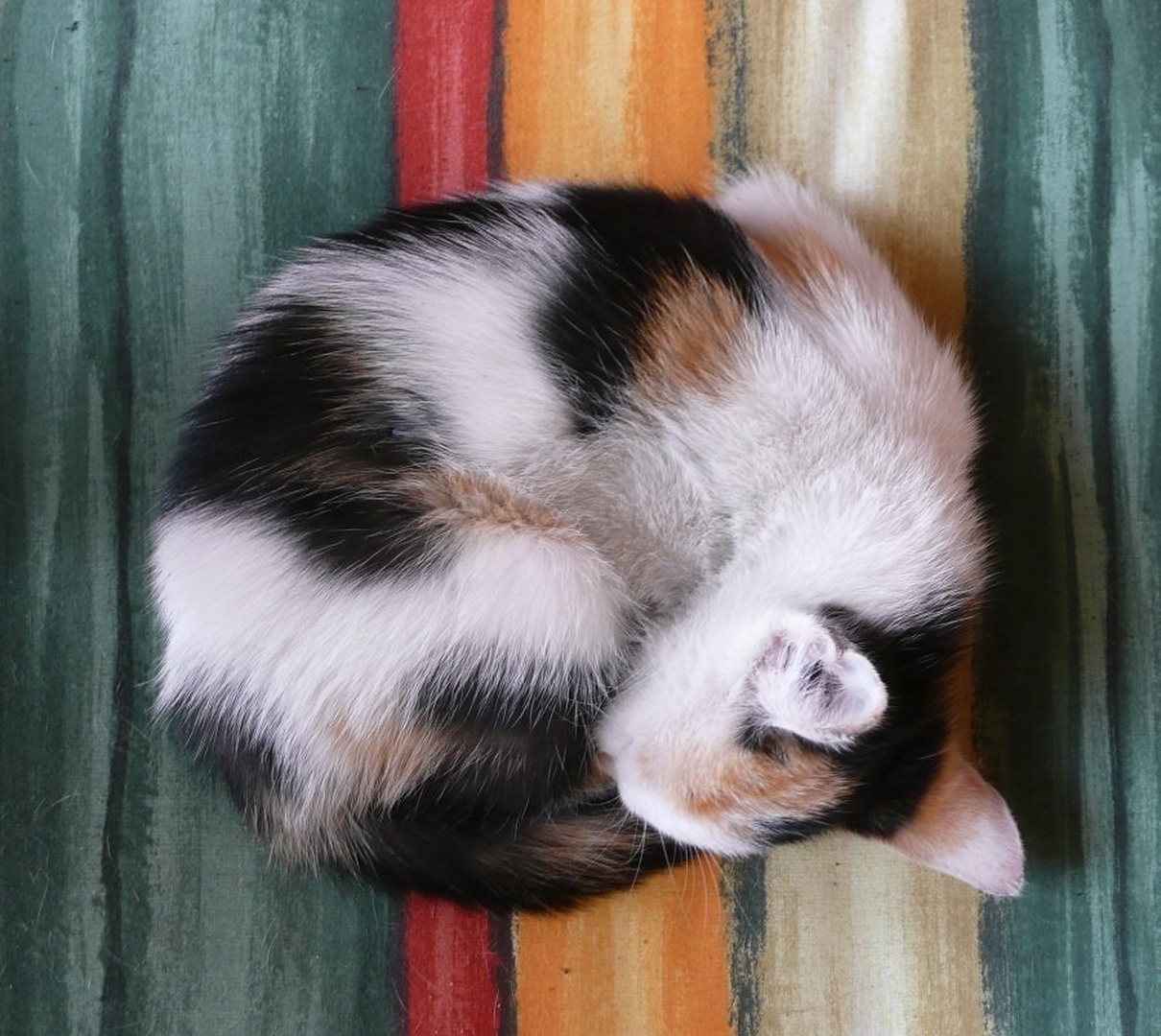 Pisano-lisasto by Luka Pongrac