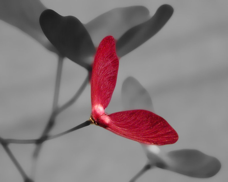 let by olympus