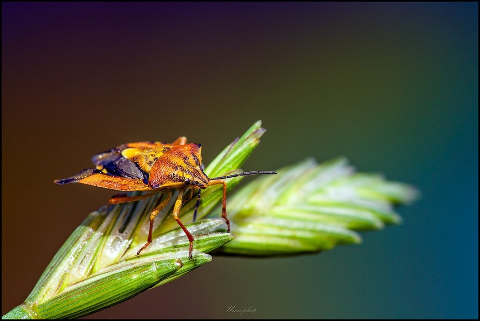 Priprave na... by umix