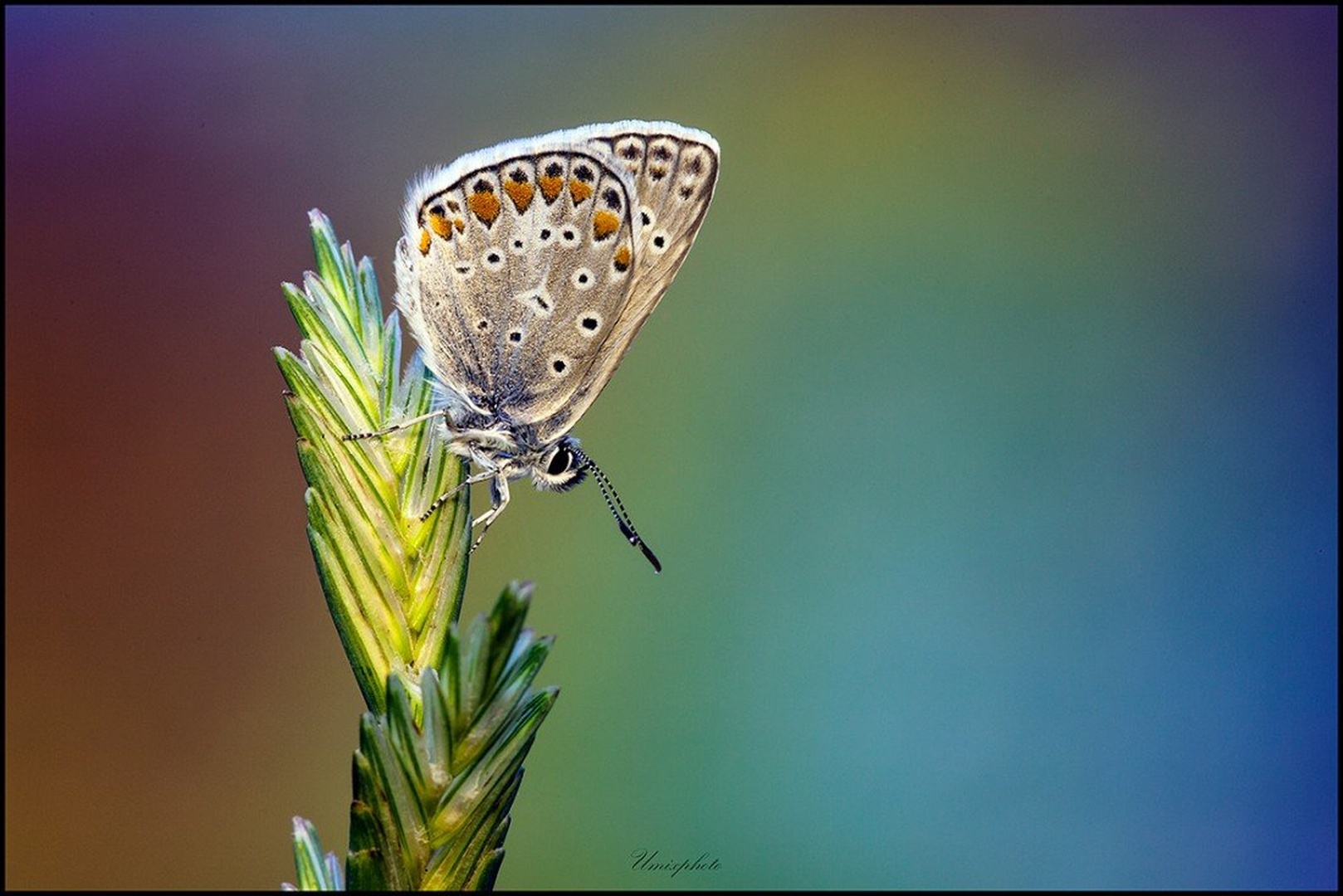 Zdaj pa bo... by umix