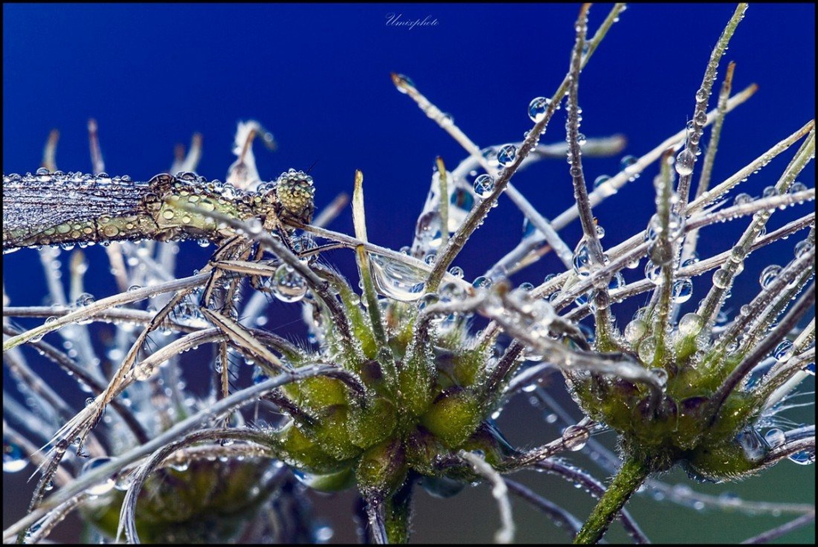 Drops Jungle by umix