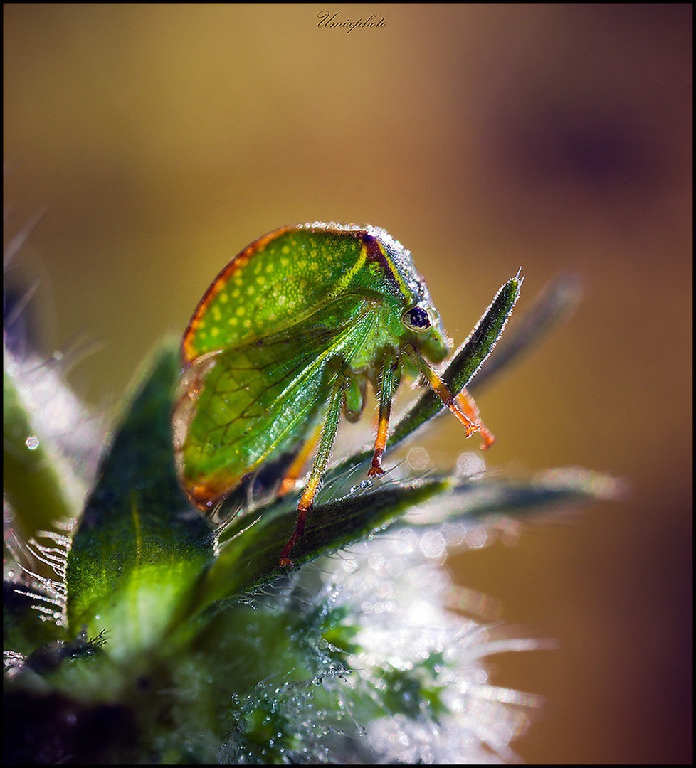 Little Green Monster II. by umix