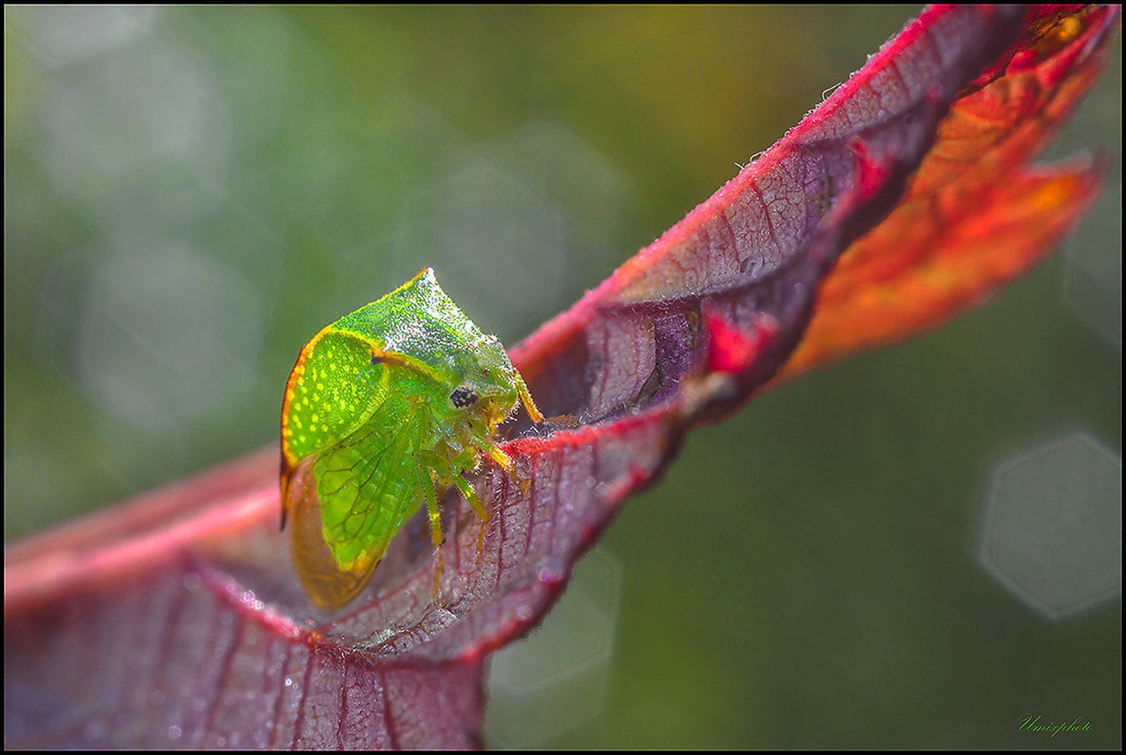 Green III. by umix