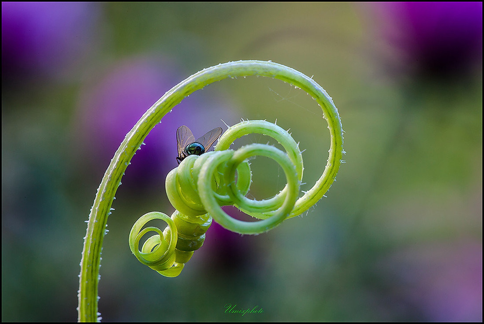 Fly Go! by umix