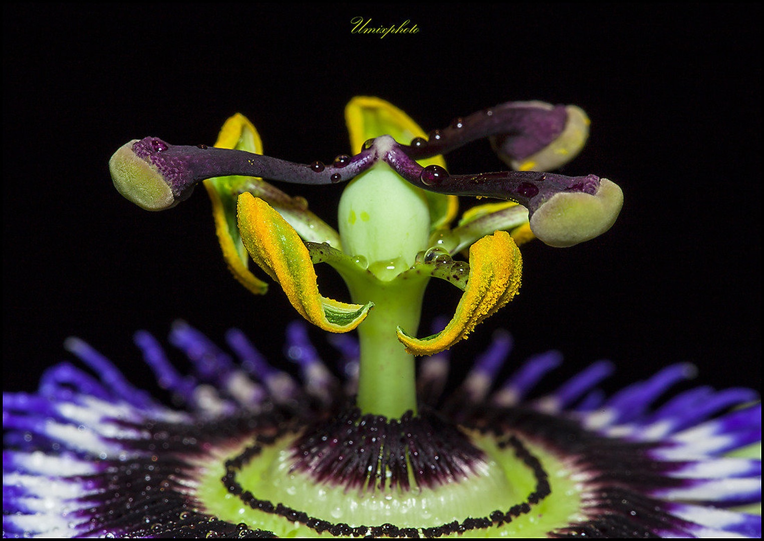 Arhitektura narave by umix