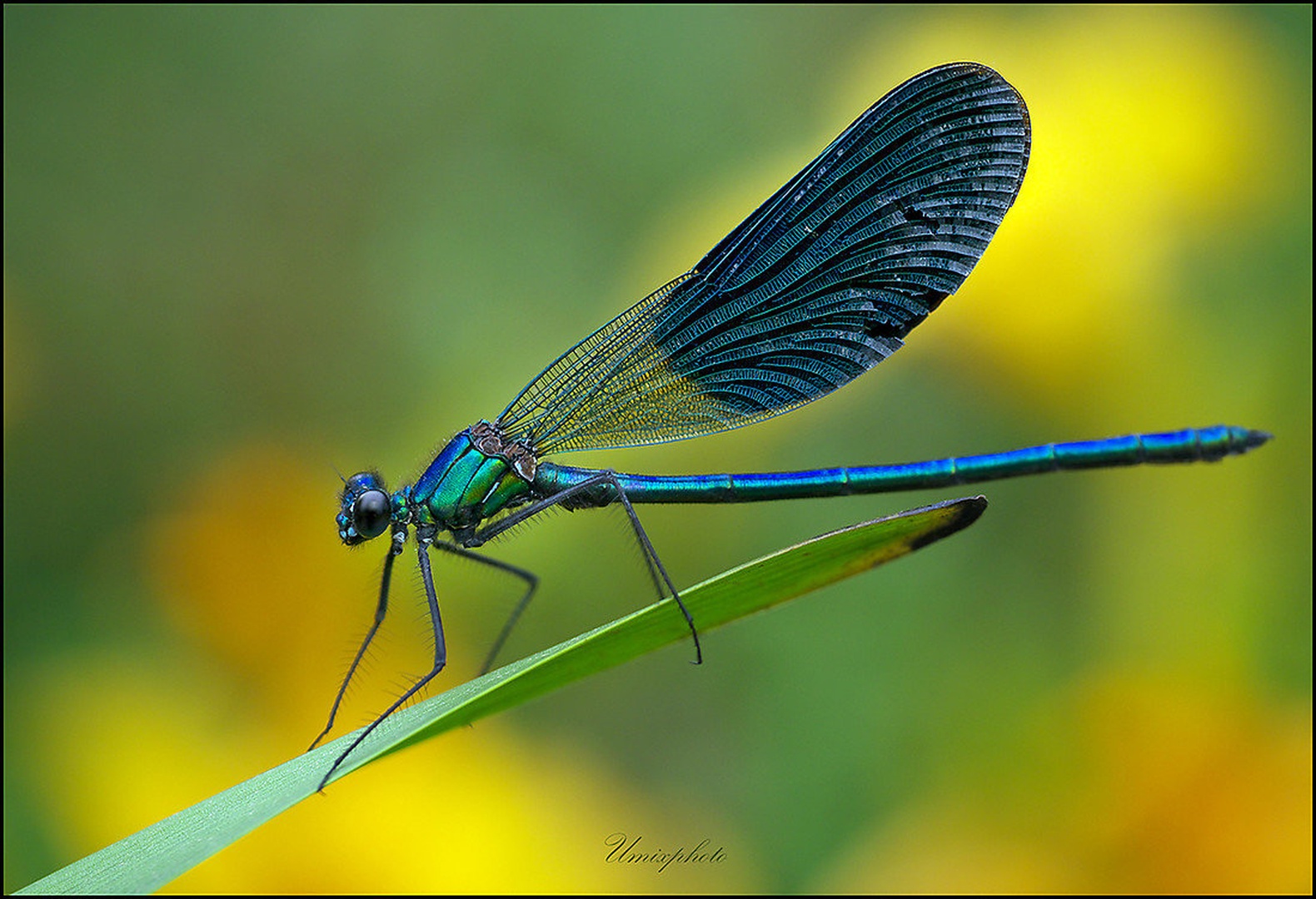 Modri lepotec by umix
