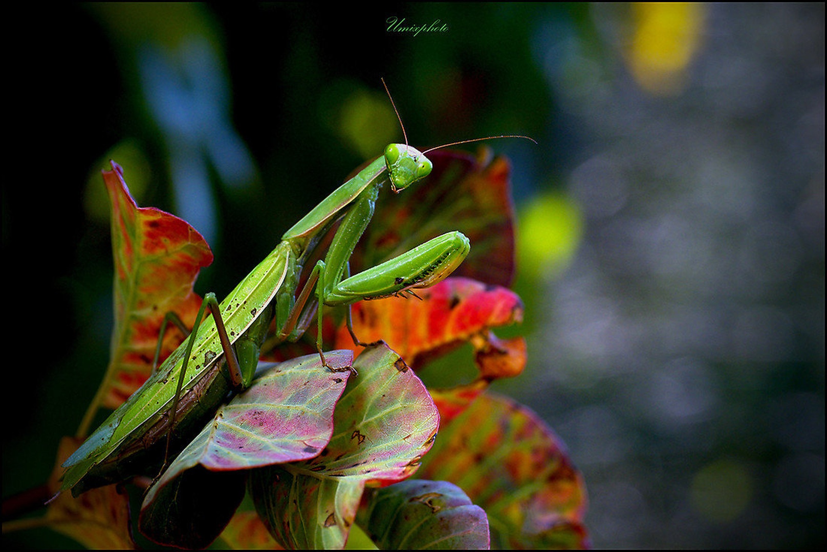 Green Look by umix
