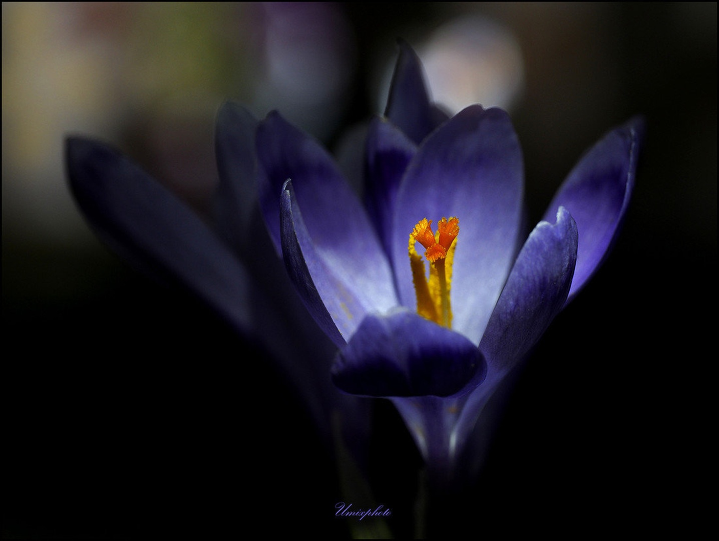 Spring Mood by umix