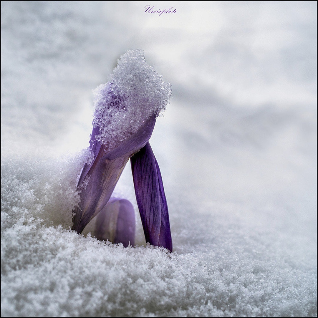 Upornik II. by umix