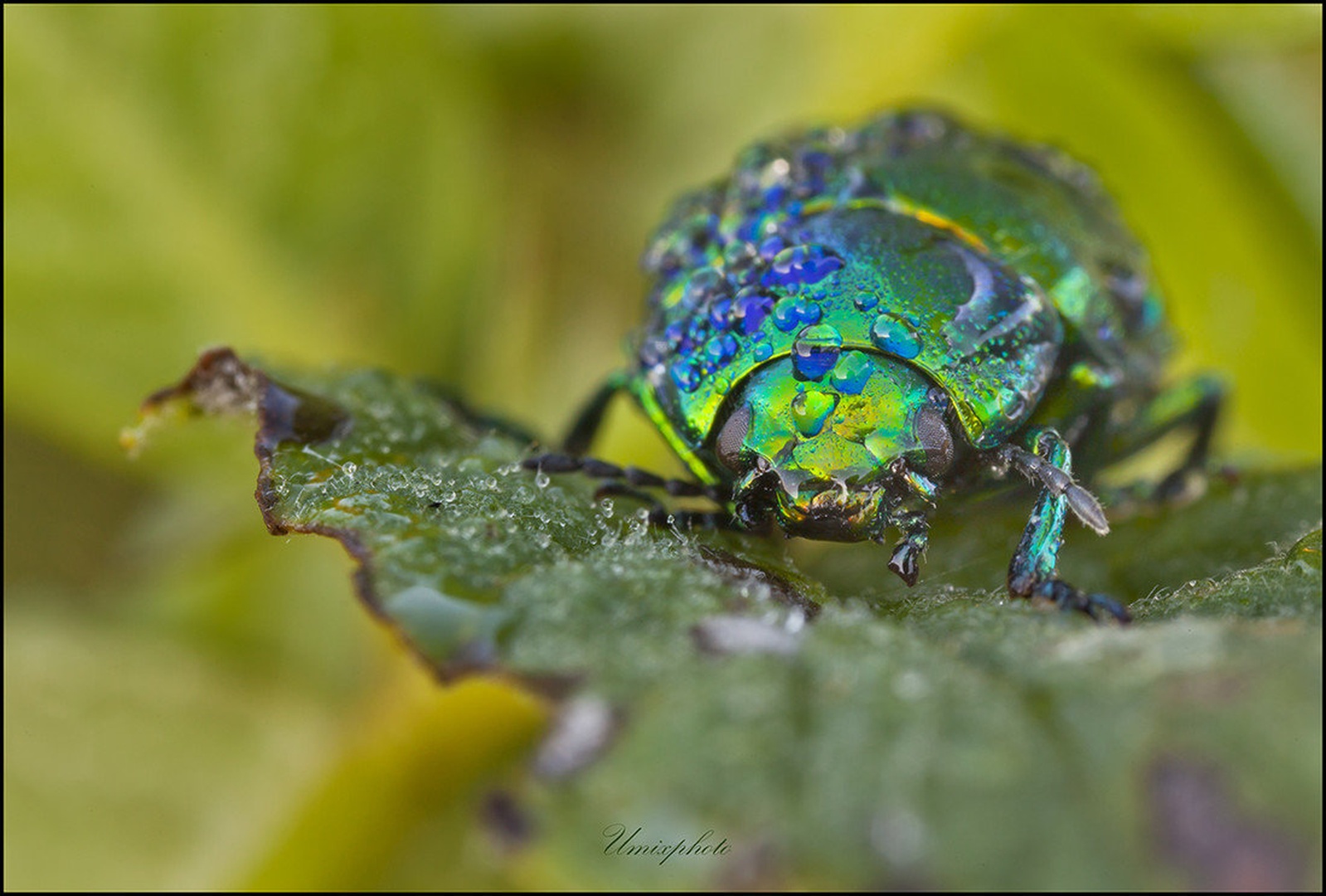 Wett Look II. by umix