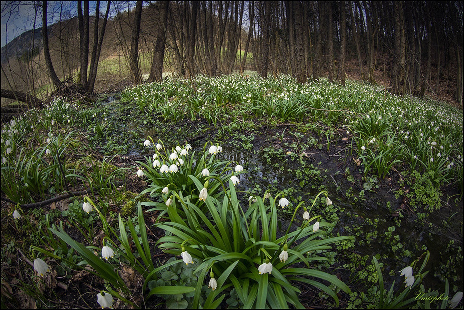 Končno pomlad by umix