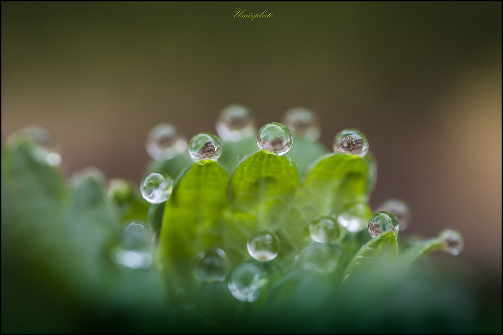 Morning drops by umix