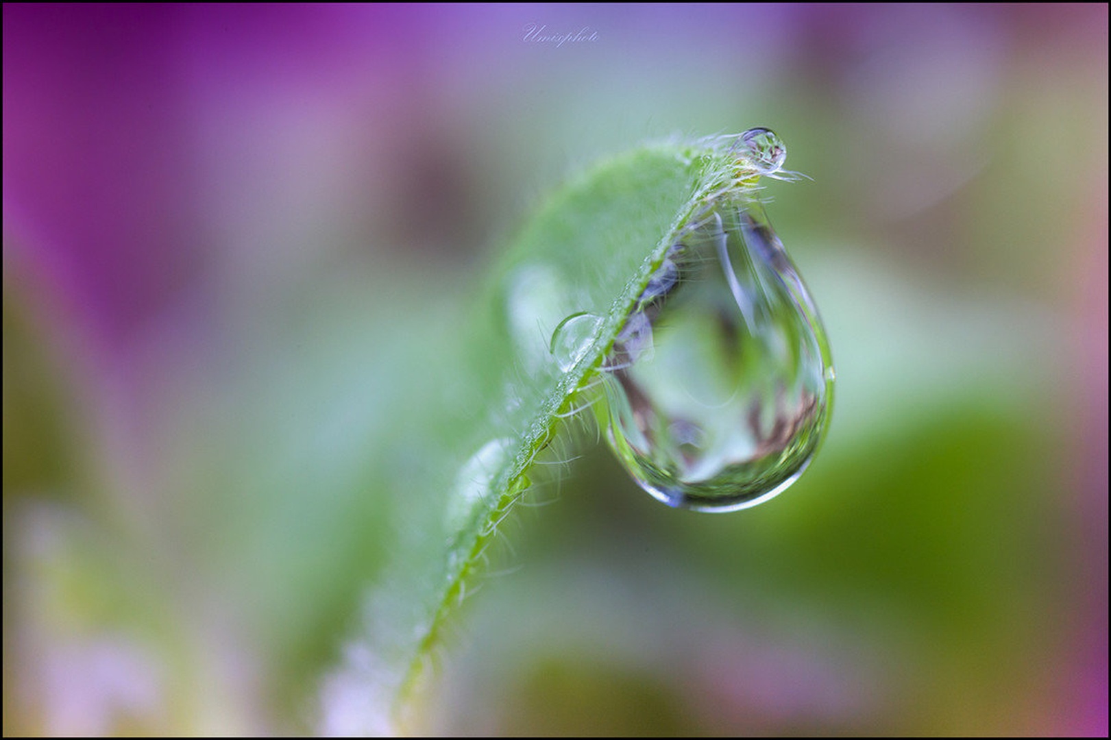 Morning Drops II. by umix
