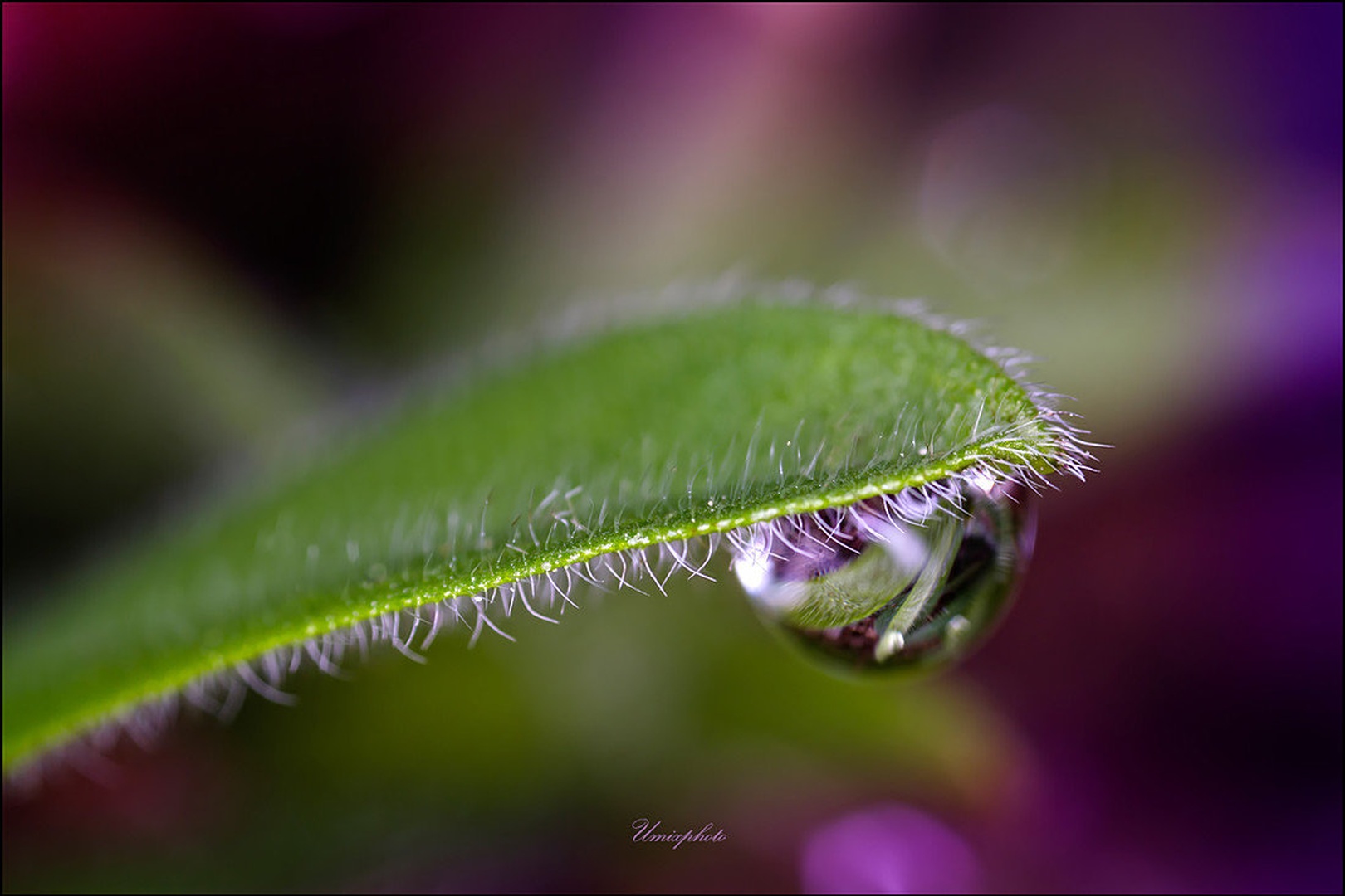 Morning Drops III. by umix