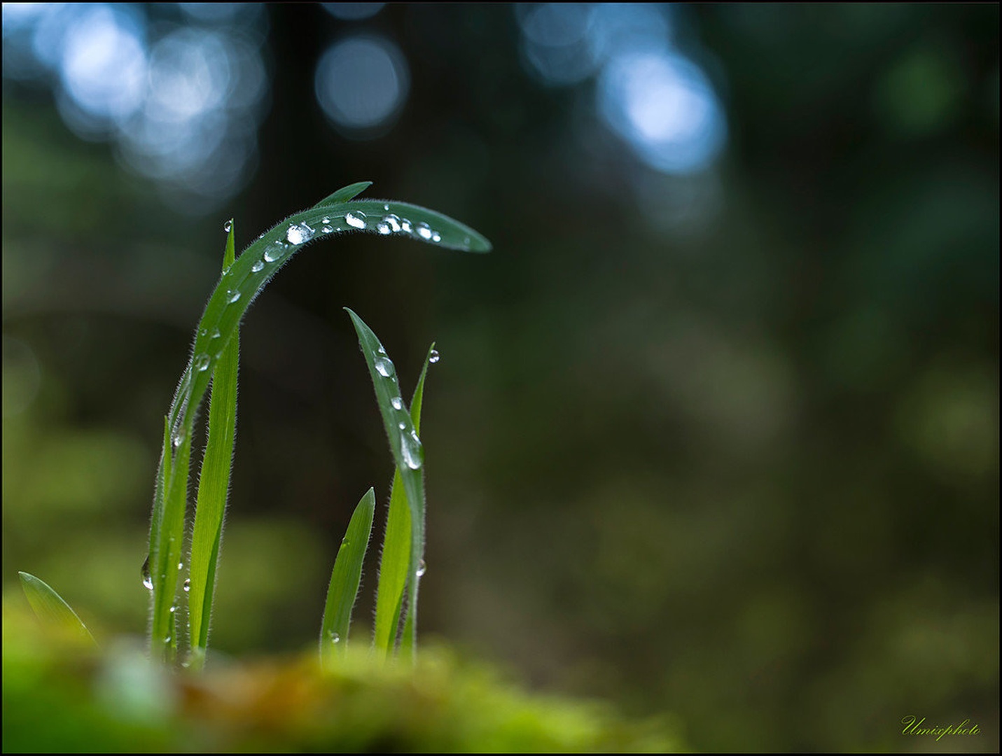 Morning Drops IV. by umix