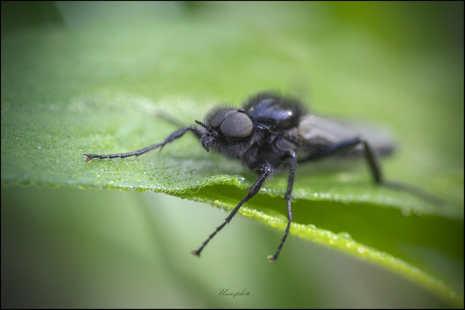 Black Monster II. by umix