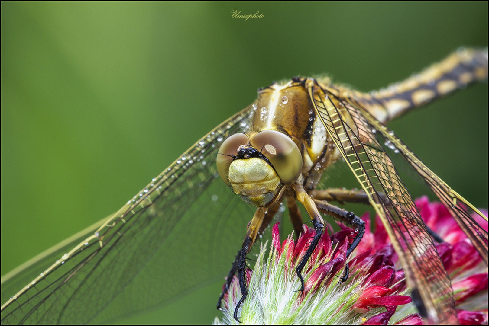 Jutranje priprave by umix