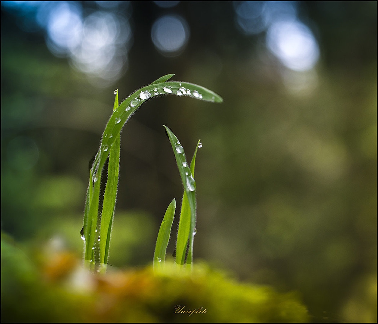 Jutro v gozdu by umix