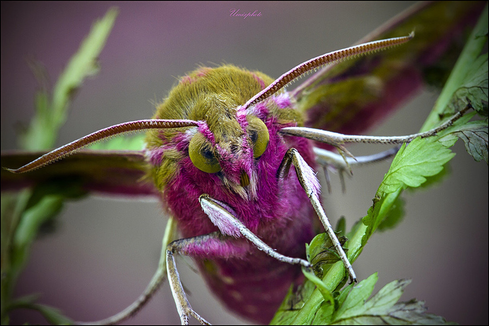Pinky Lady by umix