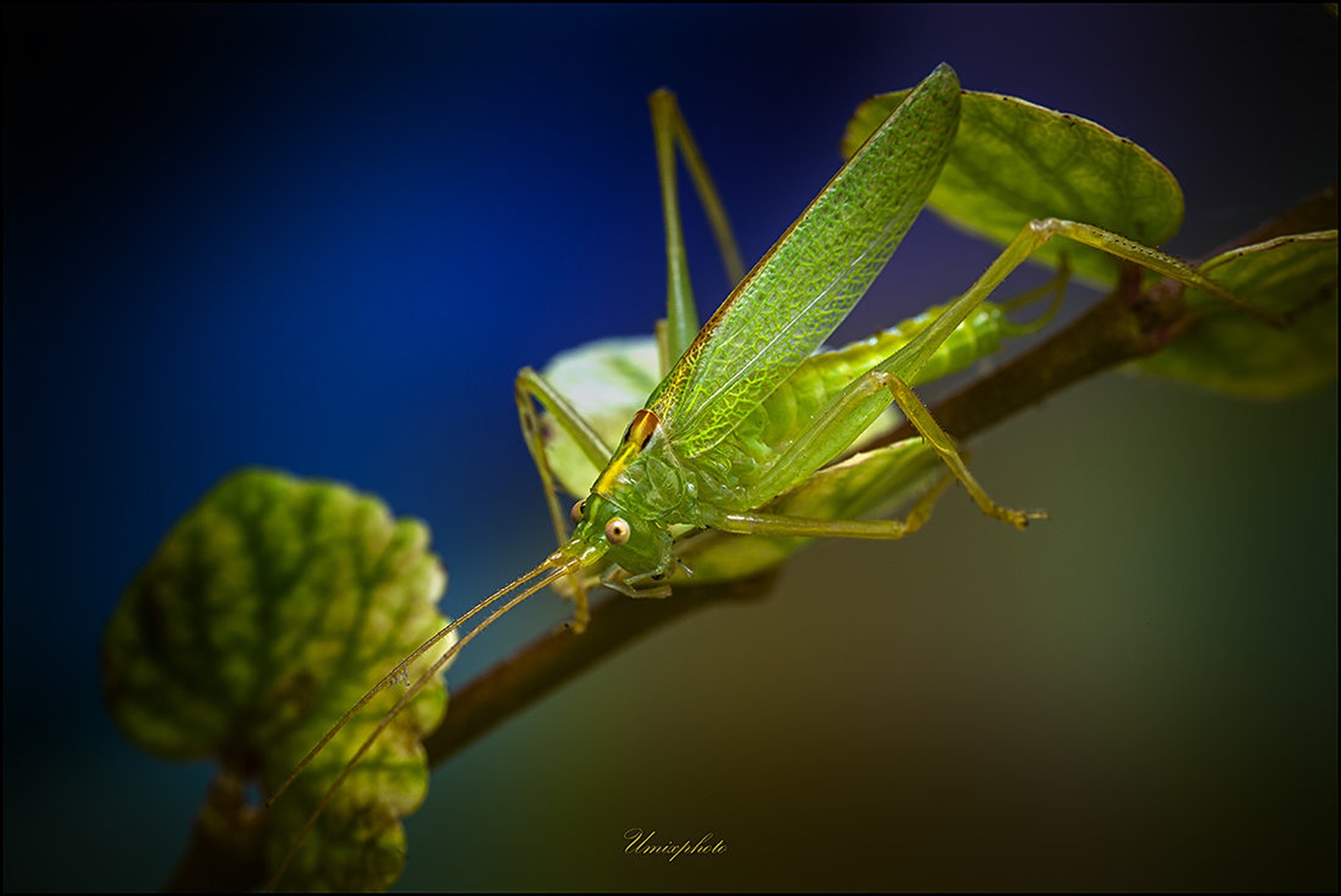 Mala kobilica by umix