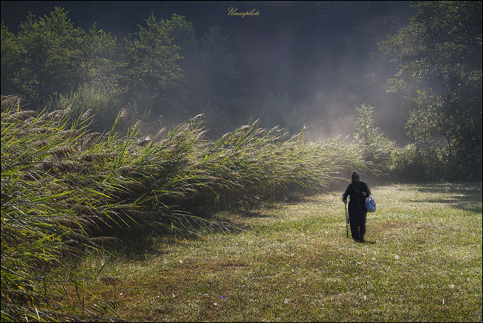 Misty Morning by umix