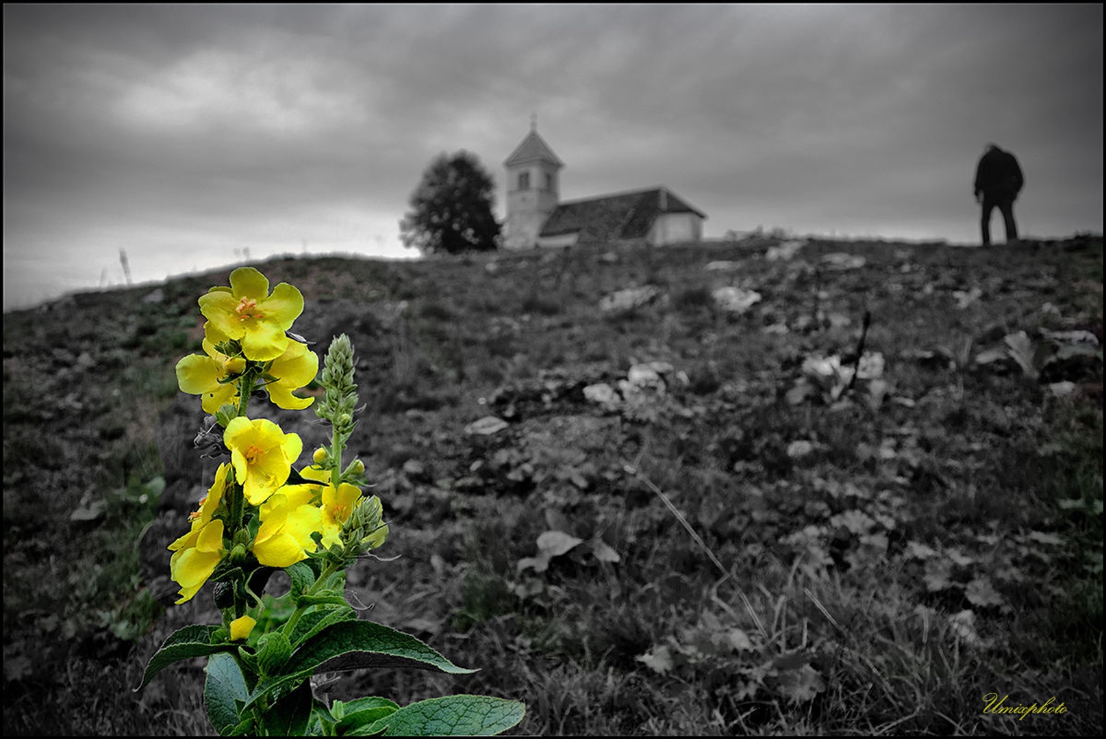 Cvetje svete Ane by umix
