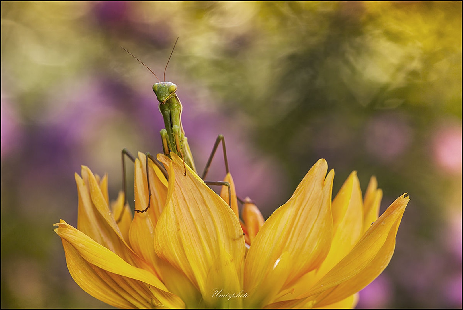 Mala zverinica III. by umix