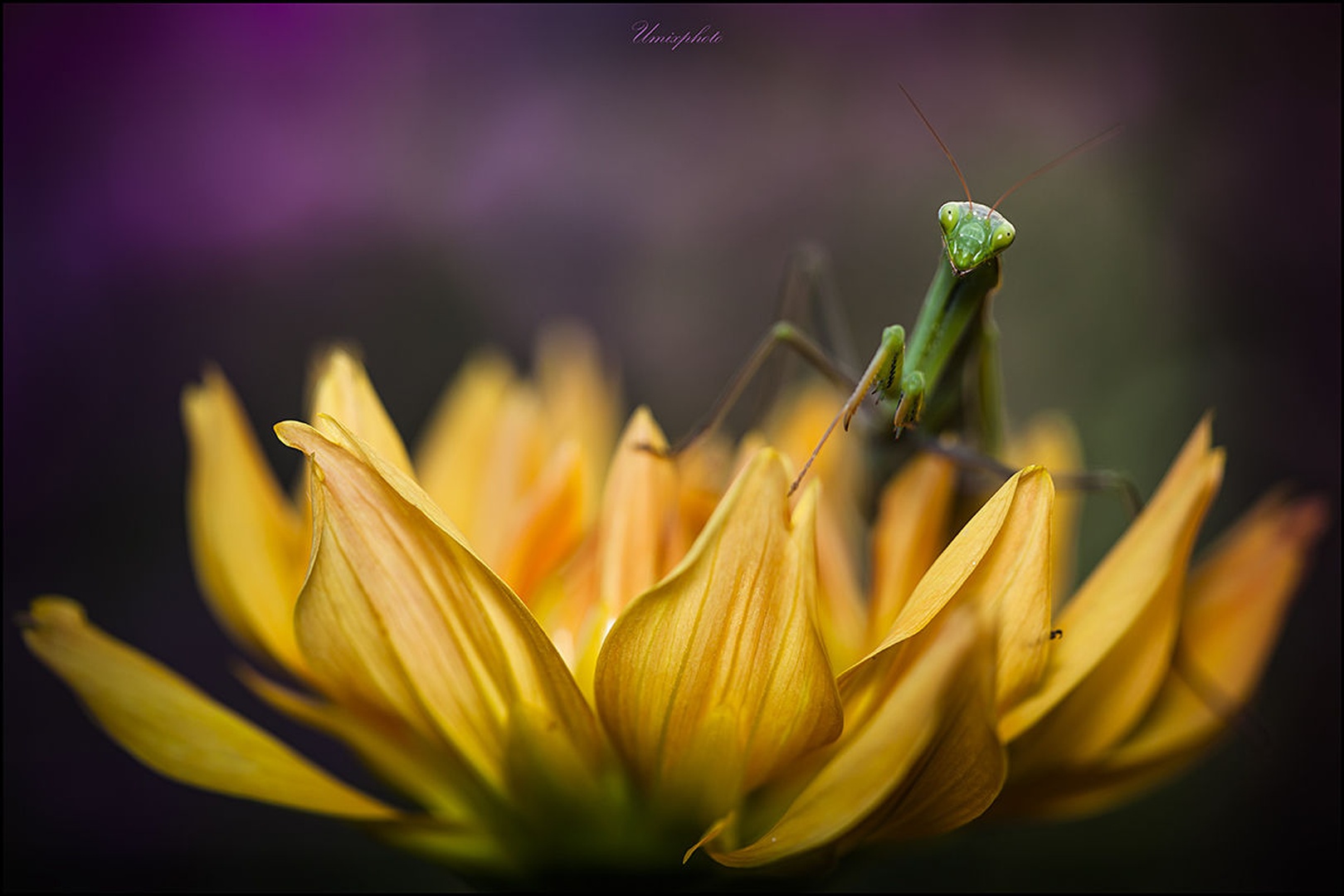 Mala zverinica IV. by umix