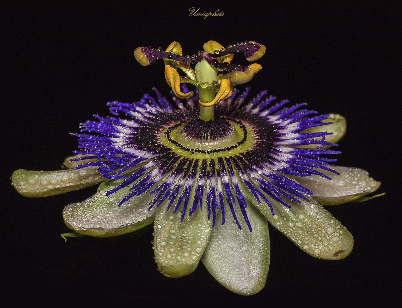 Arhitektura narave by umix
