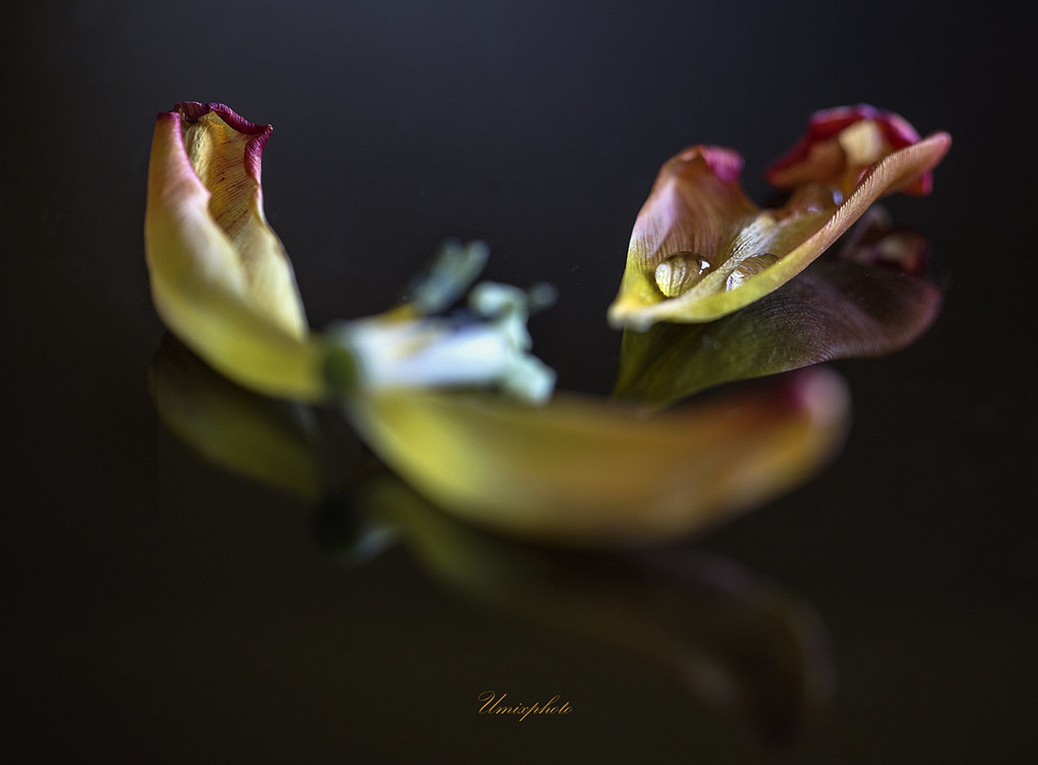 Tulipanova smrt II. by umix