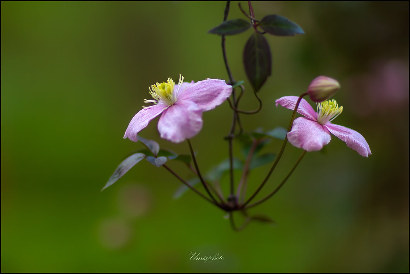 Parček by umix