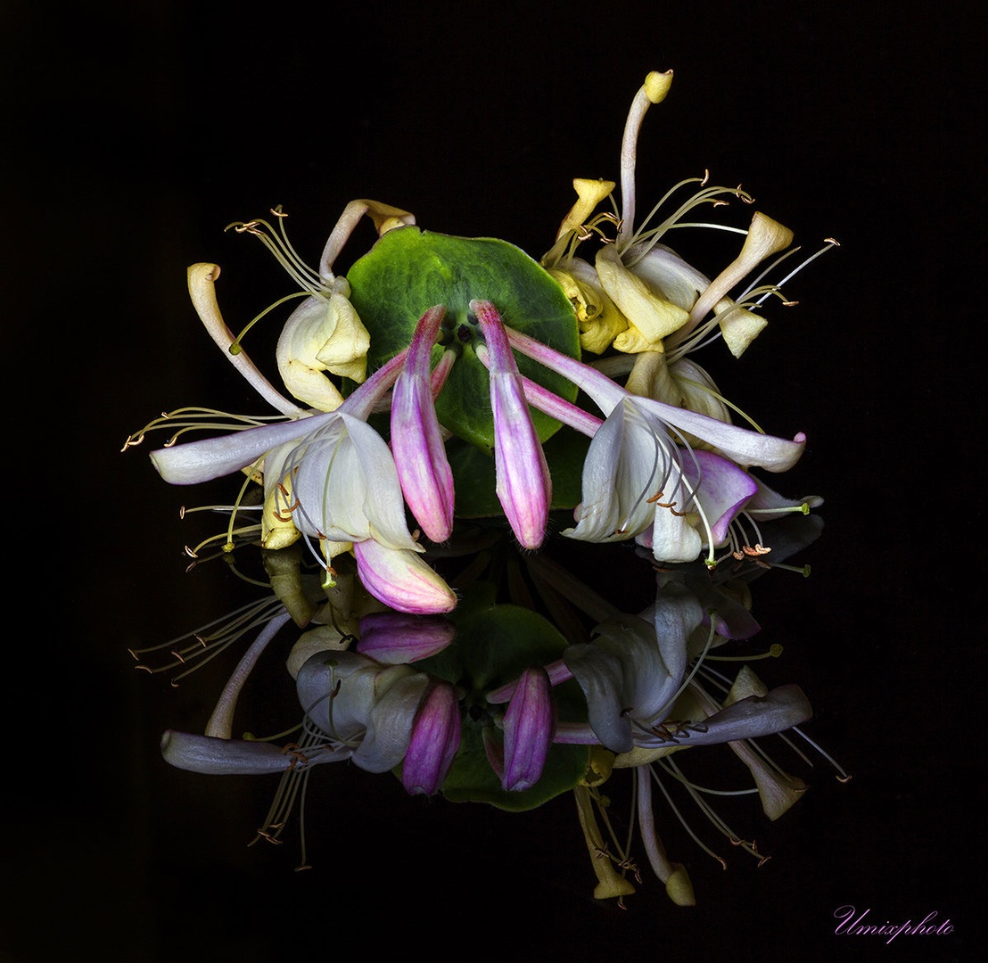 Arhitektura narave I. by umix